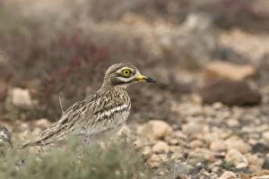 Images Dated 16th January 2009: Stone Curlew ssp. insularum - in typical habitat - Fuerteventura - Canary Islands