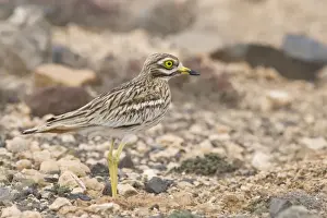 Curlews Prints: Stone Curlew ssp. insularum - in typical habitat - Fuerteventura - Canary Islands