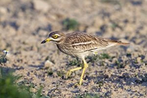 Images Dated 24th May 2012: Stone Curlew - walking