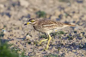 Walk Prints: Stone Curlew - walking - Spain