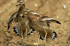 Displaying Gallery: STONE-CURLEWS - aggressive display with wings outstretched