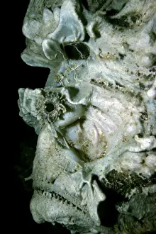 Stone fish - an unusual portrait of this venomous fish. This Stone fish has no sponge or alage growths on its body. It is for a Stone fish quite naked and the unusual structure of the face can be clearly seen. Western Australia