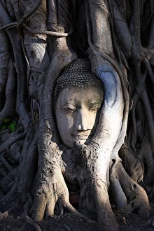 The stone head of a Buddha statue in the roots of
