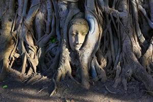 Buddhism Gallery: The stone head of a Buddha statue in the roots of