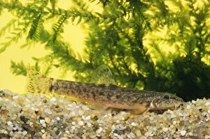 Images Dated 17th May 2004: Stone Loach