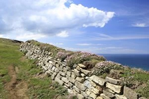 Images Dated 2nd May 2012: Stone Wall - with Thrift / Sea Pink