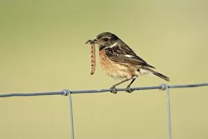 Images Dated 30th March 2008: Stonechat - female, on fence with caterpillar in beak