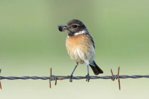 Images Dated 30th March 2008: Stonechat - female, on fence with food in beak, Texel, Holland