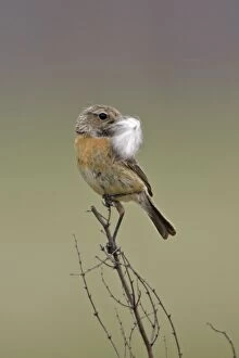 Images Dated 16th April 2006: Stonechat- female with nest material in bill, Lower Saxony, Germany