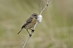 Images Dated 16th April 2006: Stonechat- female with nest matrial in bill, Lower Saxony, Germany