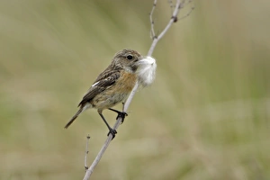 Images Dated 16th April 2006: Stonechat- female with nest matrial in bill, Lower Saxony, Germany