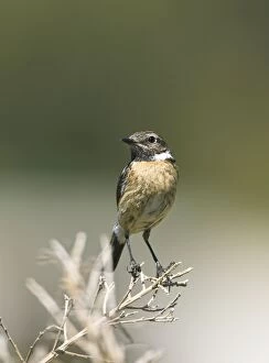 Stonechat - female perched
