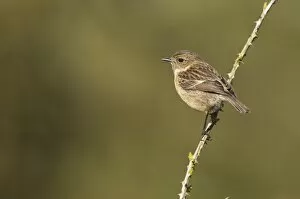 Images Dated 11th May 2012: Stonechat - female perched on an old bramble stick - May
