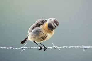 Images Dated 18th April 2009: Stonechat - female shaking its head vigorously after preening