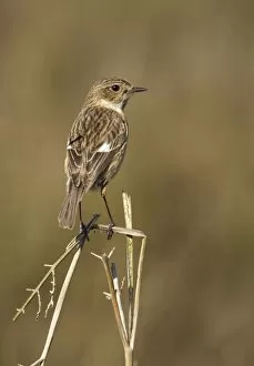 Bracken Gallery: Stonechat - female standing on top of old bracken and keeping watch - May