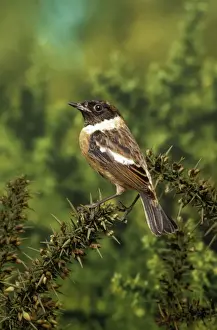 Stonechats Prints: Stonechat - male