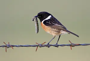 Netherlands Prints: Stonechat - male with caterpillar in beak, Texel, Holland