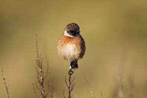 Images Dated 24th December 2010: Stonechat - male - Cornwall - UK