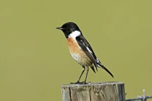 Images Dated 29th March 2008: Stonechat - male, on fence post