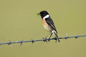 Stonechats Prints: Stonechat - male with food in beak, Texel, Holland