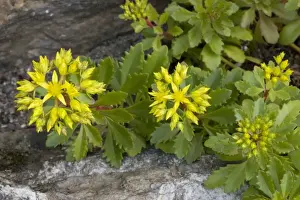 Succulent Prints: A stonecrop (Sedum hybridum) from Scandinavia; also grown in gardens