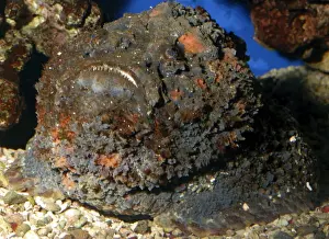 Stonefish Prints: Stonefish- very poisonous reef fish