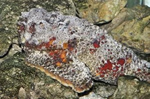 Images Dated 17th June 2012: Stonefish / Stone Fish