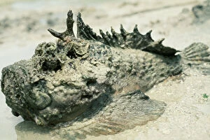 Images Dated 17th March 2009: Stonefish VT 5 Poisonous © Valerie Taylor / ARDEA LONDON