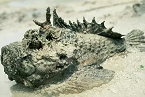 Dangerous Prints: Stonefish VT 5 Poisonous © Valerie Taylor / ARDEA LONDON
