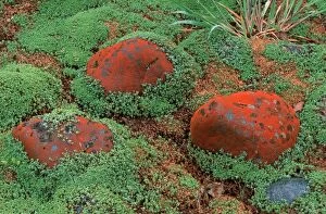 Algae Gallery: Stones with Red Algae