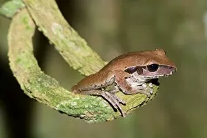 Stoney Creek Frog - side view of an adult sitting on a crooked root