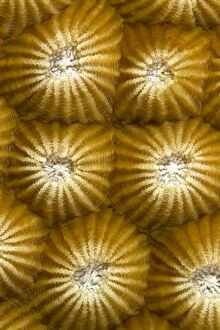 Images Dated 15th July 2011: Stony Coral