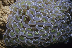 Images Dated 28th August 2008: Stony Coral - Also known as: bouquet corals, frogspawn corals, grape corals