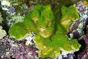 Stony Coral photographed in aquarium