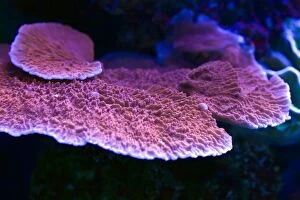 Stony Coral photographed in aquarium showing fluorescent