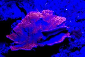Bioluminescence Gallery: Stony Coral showing fluorescent colors when photographed