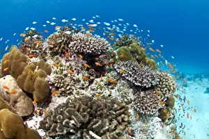 Marine Prints: Stony and Lobe Corals (Porites lobe) - Medhu Kandu - Felidhoo - Maldives