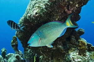 Stoplight Parrotfish (Sparisoma viride)