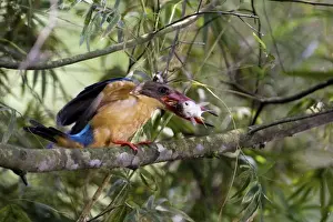Stork-billed Kingfisher - with fish in mouth - Previously Halcyon capensis