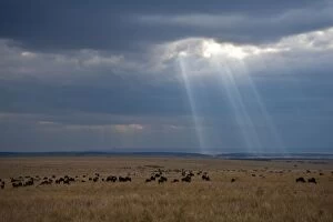 Images Dated 29th August 2010: Storm clouds over the Masai Mara - Kenya