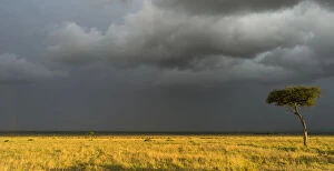 Storm over the Maasai Mara with herd of