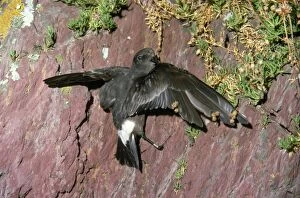 Images Dated 16th July 2010: Storm Petrel