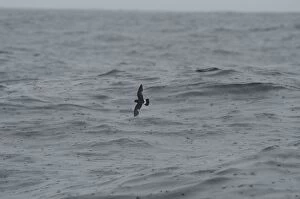 Images Dated 2nd June 2005: Storm Petrel - in flight over waves in rain Isles of Scilly, August