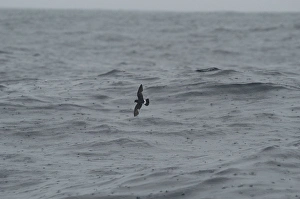 Images Dated 2nd June 2005: Storm Petrel - in flight over waves in rain Isles of Scilly, August