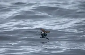 Petrels Prints: Storm Petrel over waves, Isles of Scilly, August