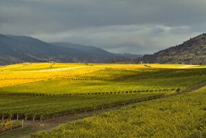 Burrowing Gallery: Stormy sky over the fall-colored vineyards