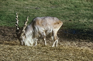Images Dated 18th August 2009: Straight-horned Markhor - male