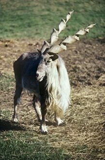 Images Dated 19th August 2009: Straight-horned Markhor - male