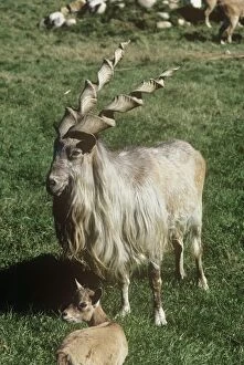 Images Dated 18th August 2009: Straight-horned Markhor - male with juvenile 