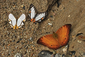 Images Dated 10th December 2008: Straight Line Mapwing (Cyrestis nivea) + Little Mapwing (Cyrestis maenalis)